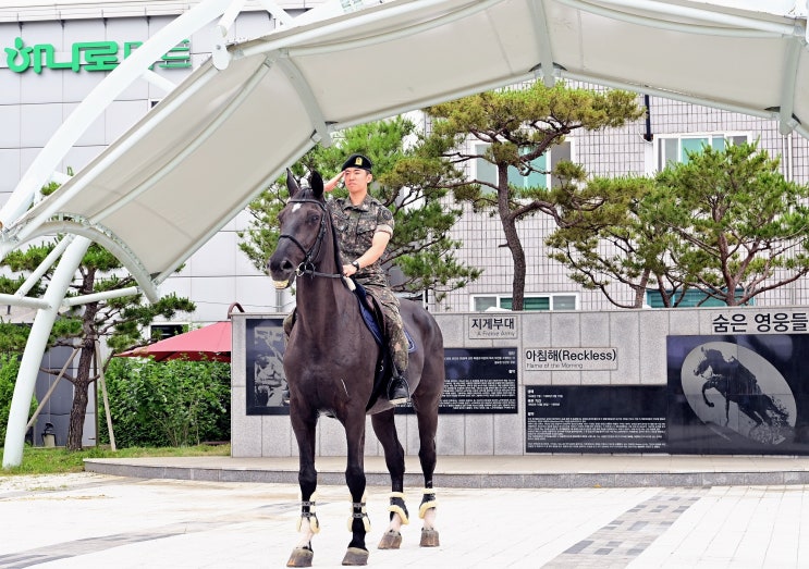  한국전쟁 영웅 군마 레클리스, 경기도 연천서 첫 기념행사 열려