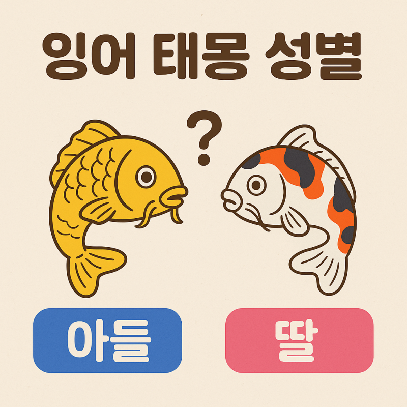 비단 잉어 태몽 성별? 검은 황금잉어