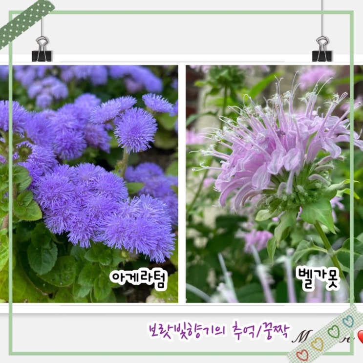 벨가못 & 아게라텀