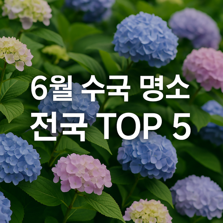 6월에 꼭 가야 할 전국 수국 명소 TOP 5 추천 6월에 꼭 가야 할 전국 수국 명소 TOP 5 추천