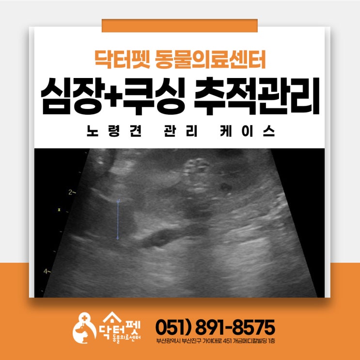  강아지 심장병 쿠싱증후군 함께 관리하는 13살 말티즈 부산 노령견 동물병원