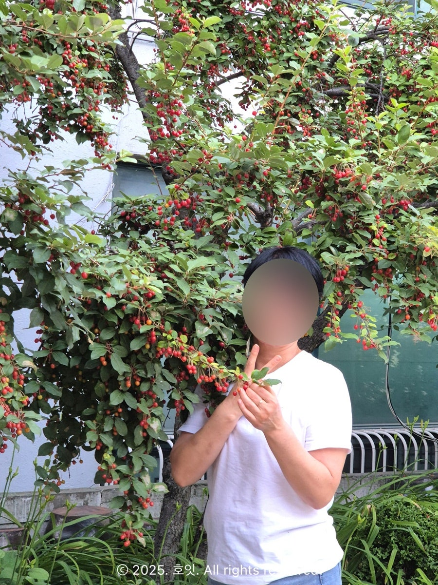 칠보산도토리 사진 3
