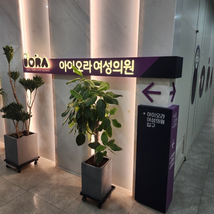  임신준비 나팔관조영술 후기