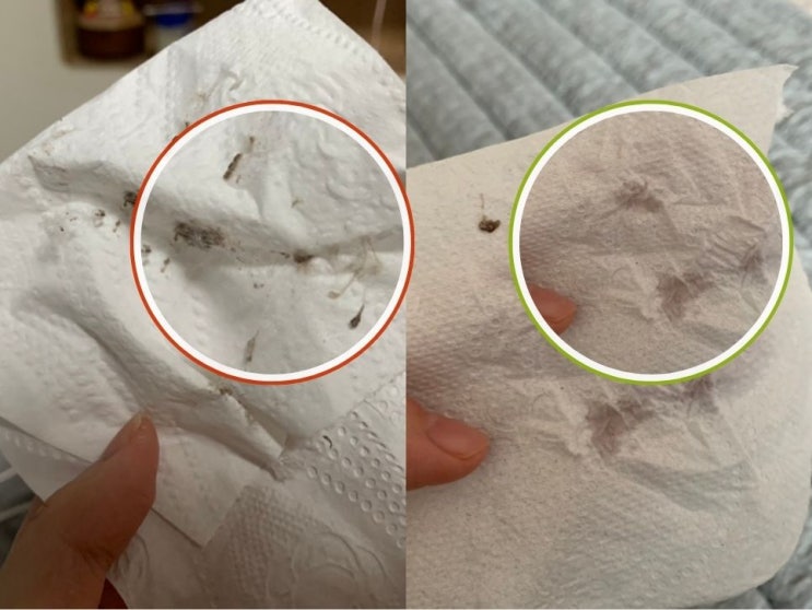  강아지 눈곱과 눈물 냄새 심하다면? 눈 건강 신호 제대로 읽는 법