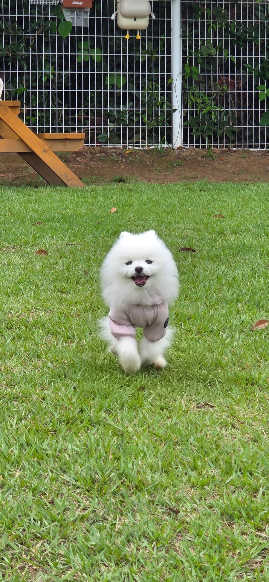 도그렉스 사진 1