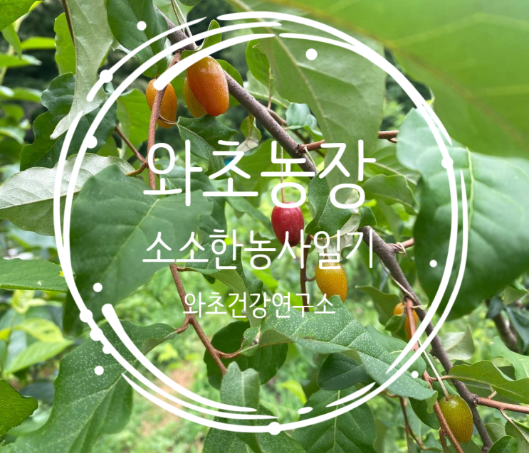  와초농장 농사일기, 잡초는 물러가고 열매는 자라나고
