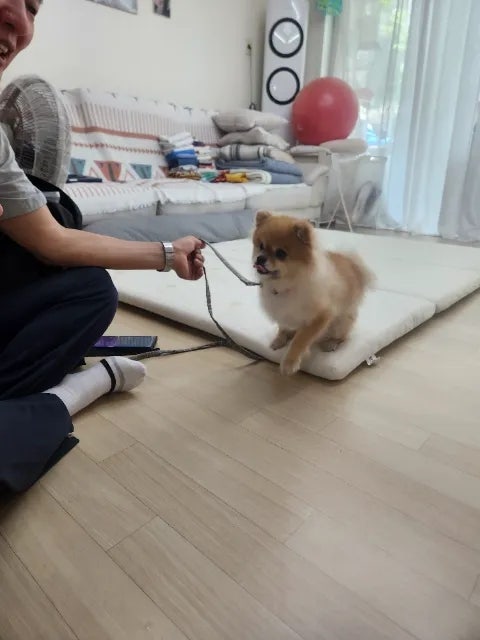 반려견 행복도우미 전국방문 — 강남구