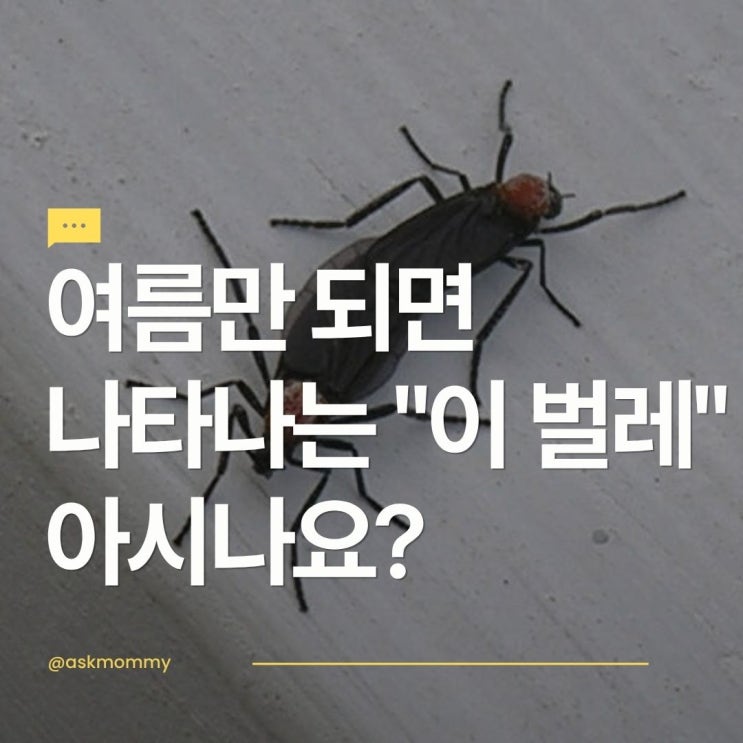  여름만 되면 나타나는 "이 벌레"아시나요? 서울시도 비상!
