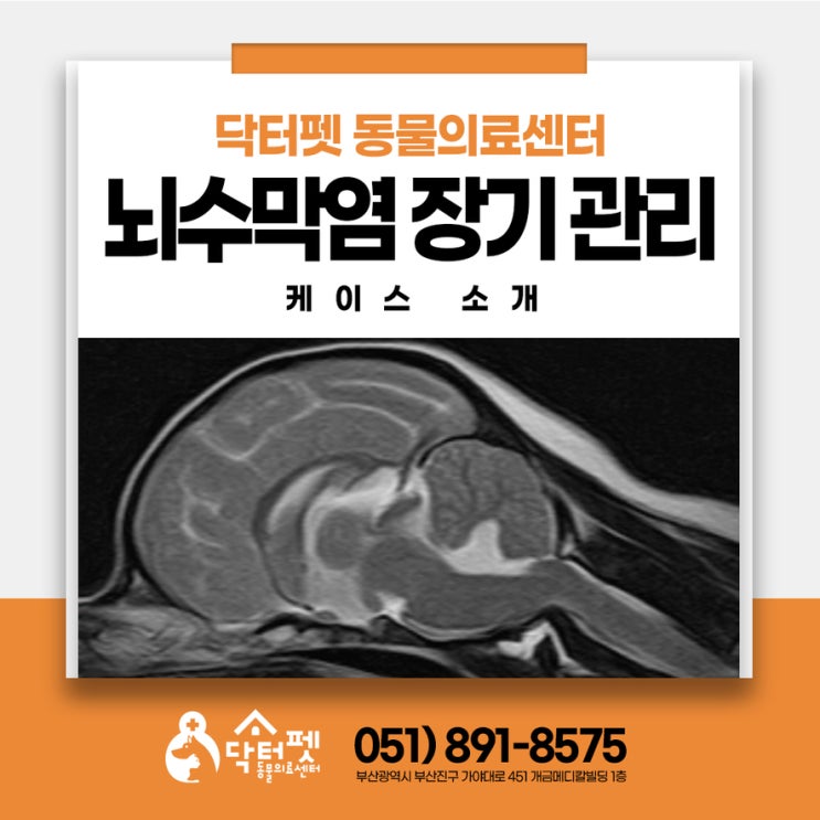  강아지 뇌수막염 장기 관리 약물 치료 부산 신경계 질환 동물병원