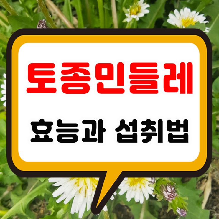 토종 민들레 효능과 마른 잎과 즙 섭취법 노란색과 흰 민들래 영양성분 차이