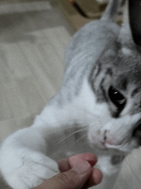 기호성도 좋지만 음수량도 늘릴 수 있는 고양이 연어 트릿