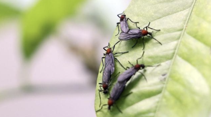 <b>러브버그</b> 서울 전역 <b>확산</b>... 익충 해충, 퇴치법, 관련주는?