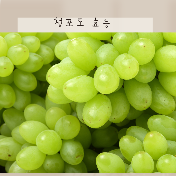 청포도 효능 피부를 맑게 해준다고? 건강까지 챙기는 달콤한 이유