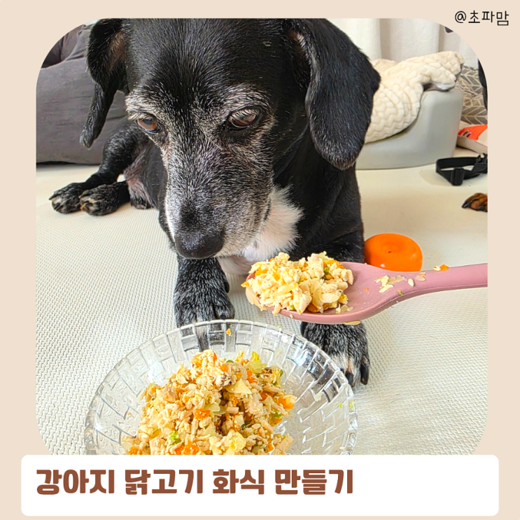  강아지 항암치료 중 음식 닭고기 화식 만들기