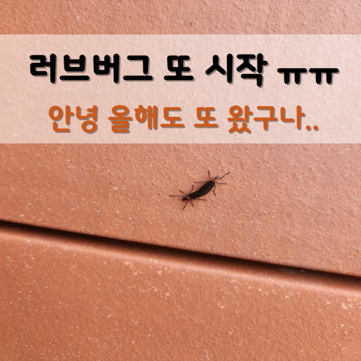  러브버그 출몰시기 올해도 또 시작ㅠ 하루살이가 아닌 5일살이인가..