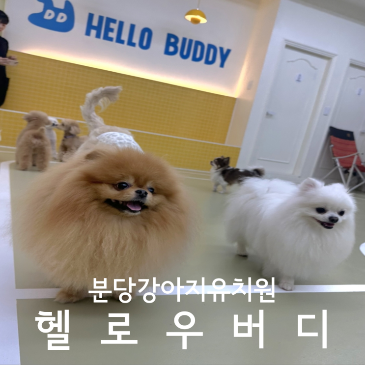  분당애견유치원 강아지호텔 헬로우버디 분당점 체험등원 후기