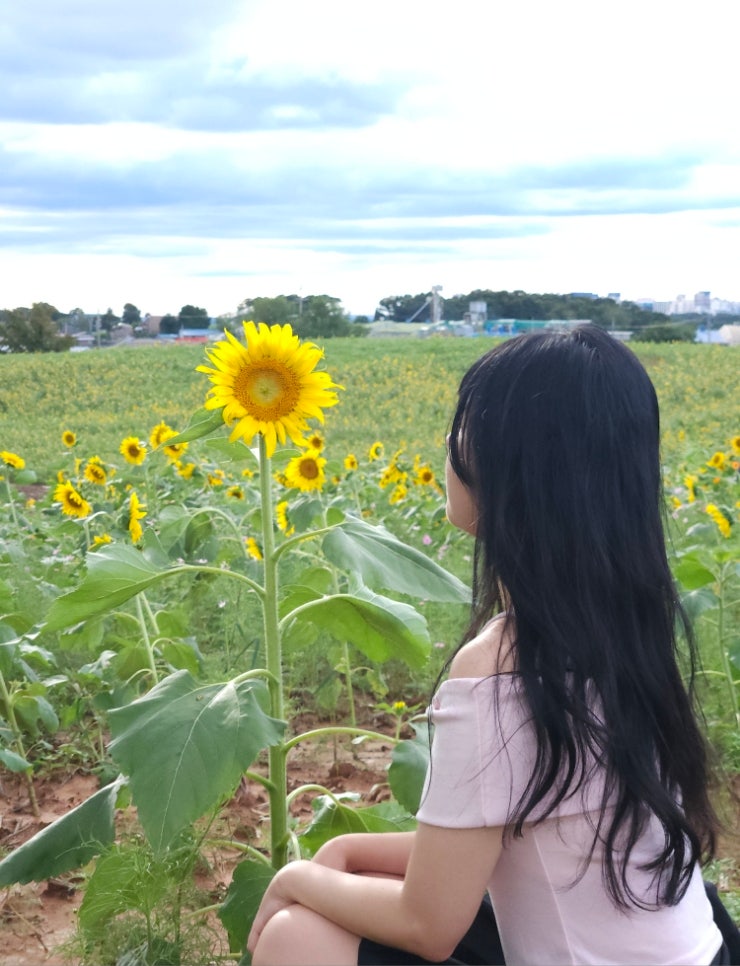  함안 강주 해바라기 축제 완전정복! 개화현황 주차 셔틀 포토존 총정리
