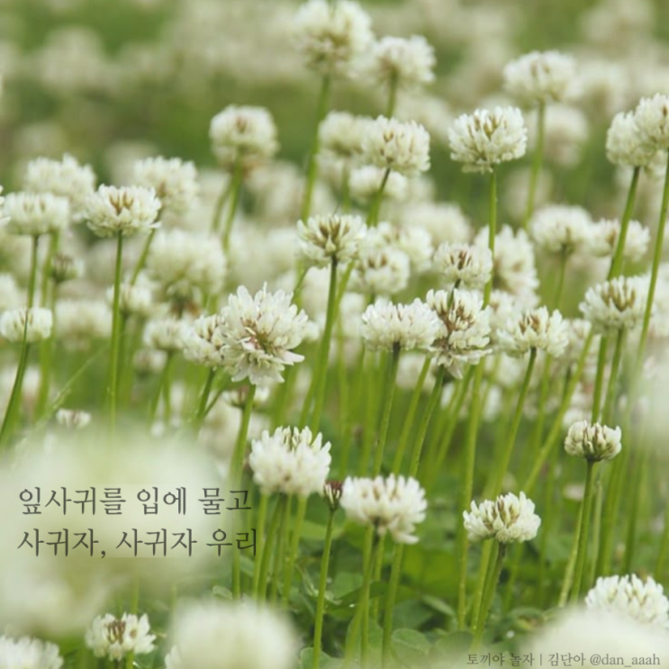 [좋은글] 토끼풀 - 너에게 꽃반지를 끼워 주고 싶다