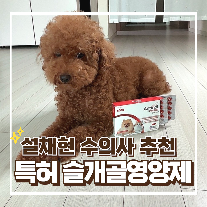 안티놀 래피드 무릎 쓸개골 설채현 수의사가 추천하는 강아지 관절영양제
