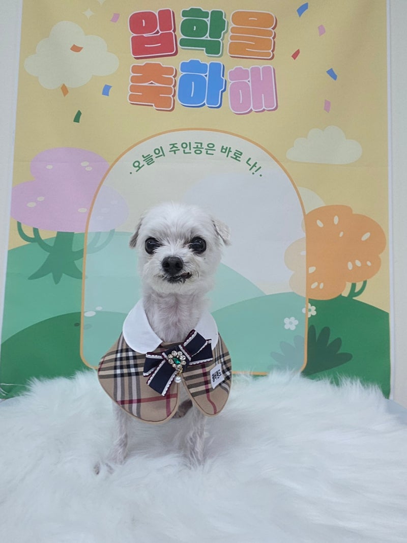 댕버랜드 강아지유치원