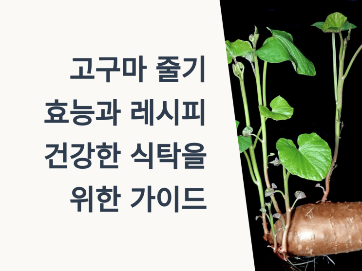 고구마 줄기 효능과 레시피 총정리: 건강한 식탁을 위한 가이드
