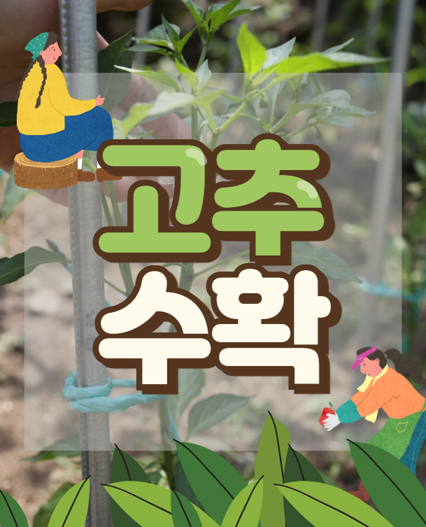  고추수확시기 탄저병예방 고추효능,보관법 텃밭관리 팁