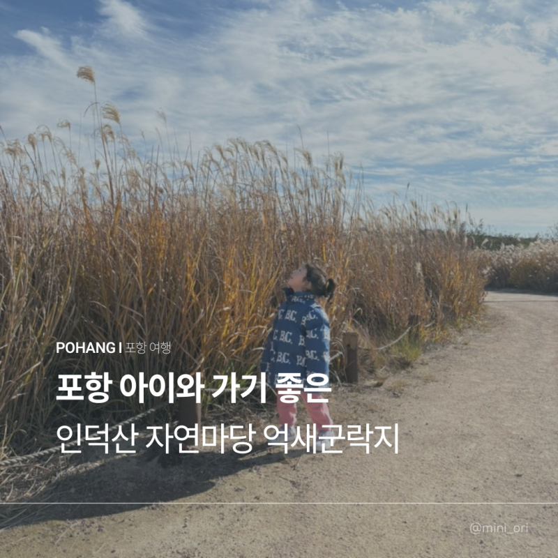 포항 인덕산 자연마당 가을 억새군락지