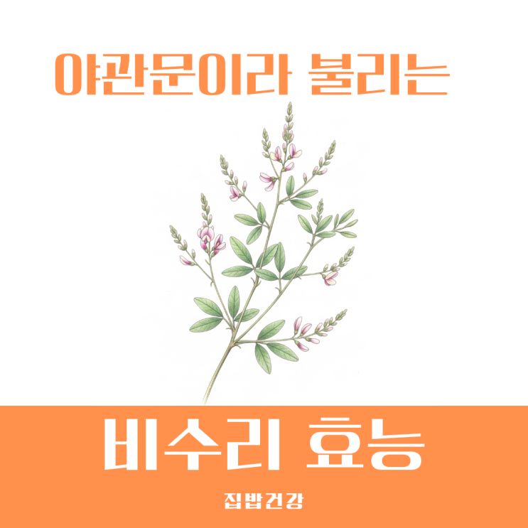 야관문 꽃 비수리 남자에게만 좋다는 편견 여성을 위한 숨겨진 효능