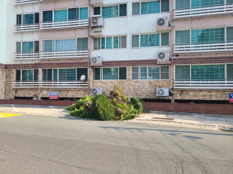  울산 동구 빌라 화단 정원수 벌목대행 및 임목폐기("울산벌목대행")