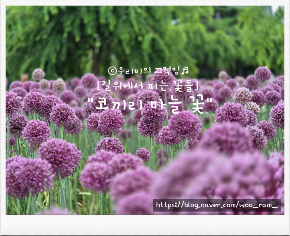 꽃이야기 사진 1
