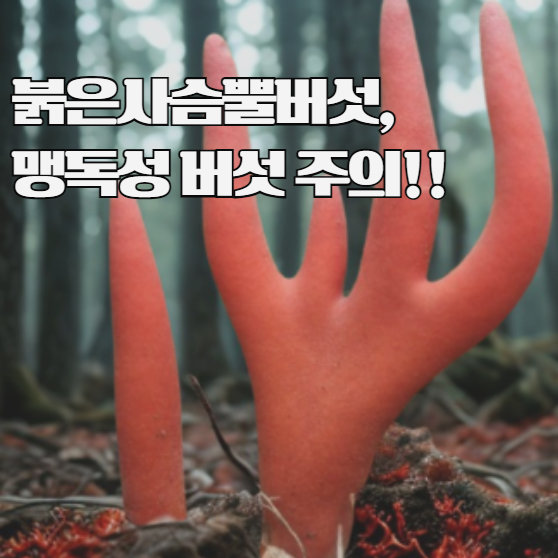 붉은사슴뿔버섯, 절대 먹지 마세요! 맹독성 버섯 주의 안내