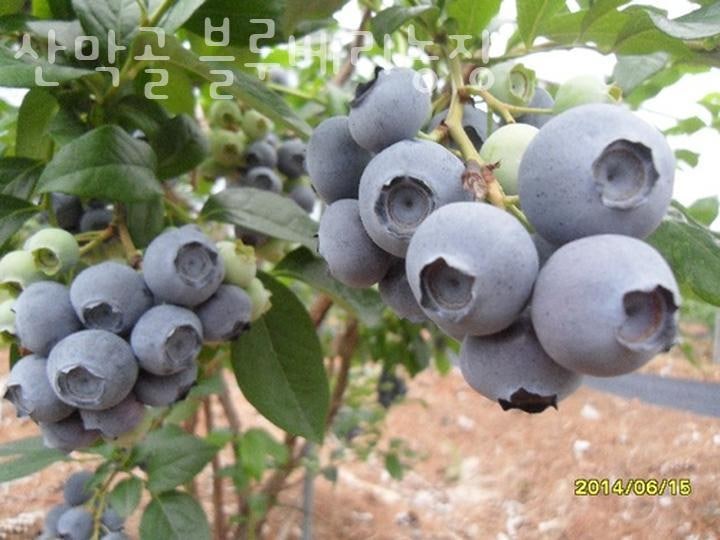 산막골 사진 4