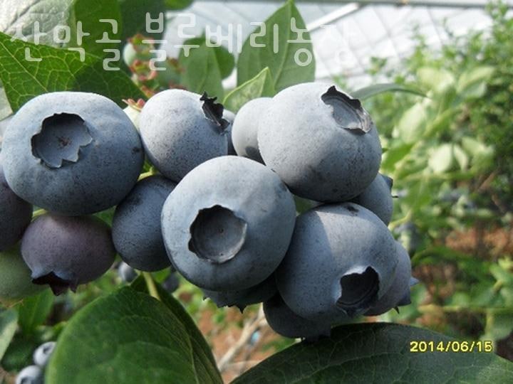 산막골 사진 1