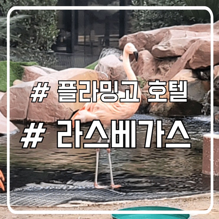  라스베가스 호텔 투어 가볼만한 곳 작은 동물원 느낌 플라밍고 호텔