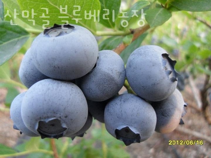산막골 사진 3