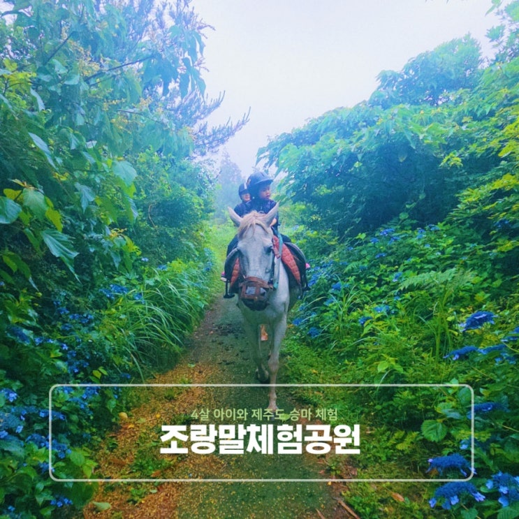  4살 아이와 제주도 승마 체험 조랑말체험공원