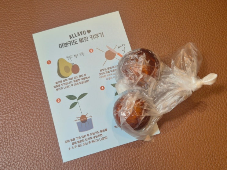  분당 건강 맛집 알라보 아보카도 씨앗 키우기