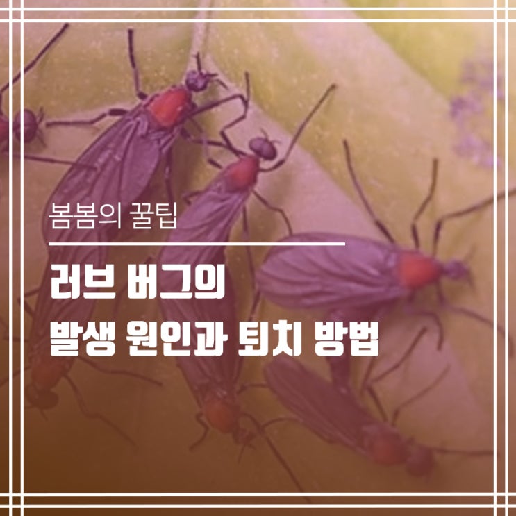  러브 버그의  발생 원인과 퇴치 방법