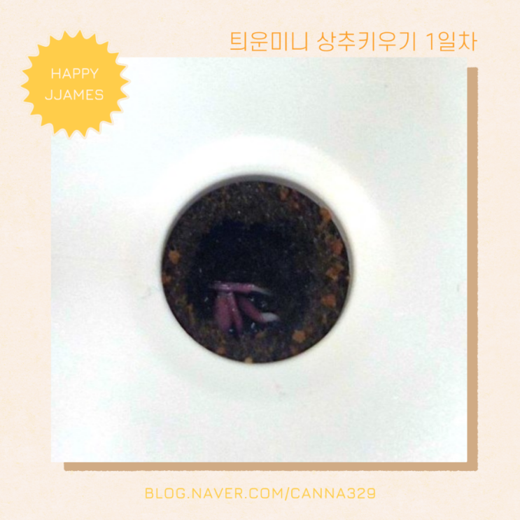 틔운 미니 청치마상추 키우기 1일차
