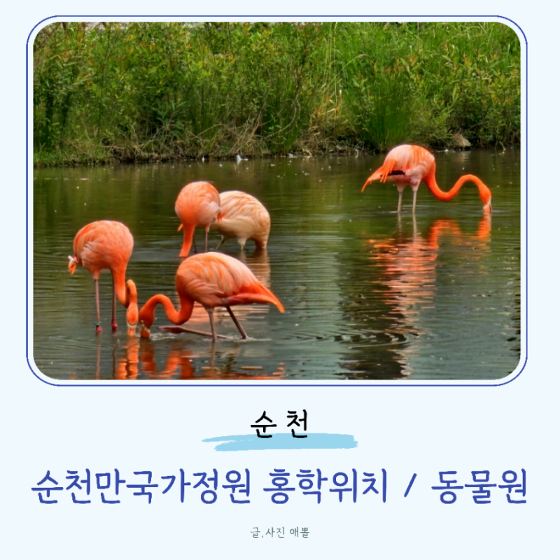 순천만국가정원 홍학위치 가는법 지도 어린이동물원