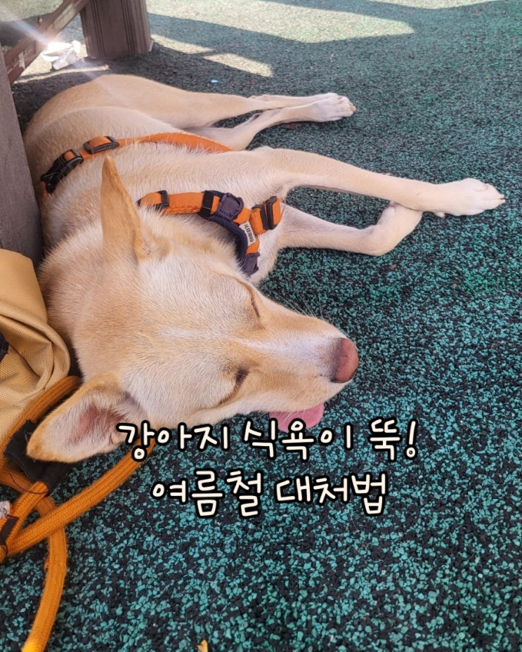  강아지가 밥을 안 먹어요… 여름철 식욕 저하 해결법