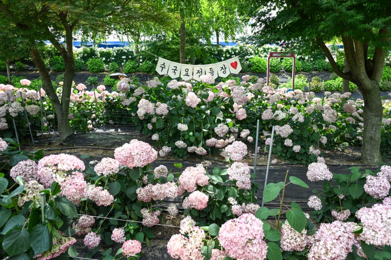 사진 8