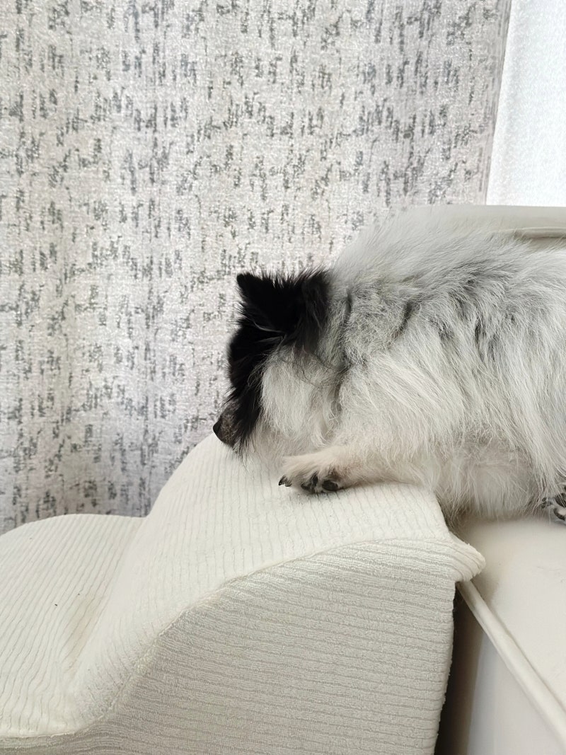 강아지 나오는 꿈 해몽 데려오는꿈 안는꿈 태몽인가