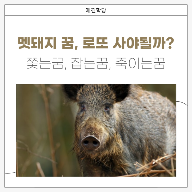 멧돼지 꿈 총정리, 로또사야되나? 죽이는꿈 쫓는꿈 잡는꿈 해몽