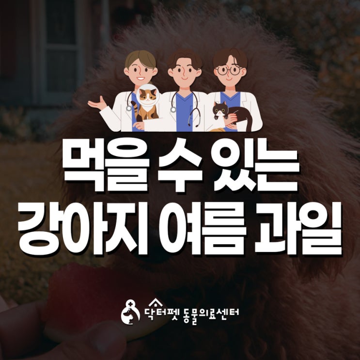  강아지가 먹을 수 있는 여름 과일 복숭아 자두 수박 참외 블루베리 부산 개금 닥터펫동물의료센터
