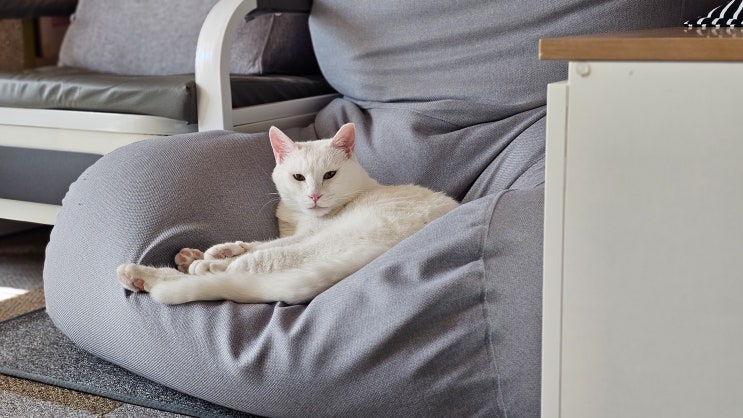  고양이 일상 : 못생겨서 더 귀여운 옥수가 푹씬한 잠자리를 찾아냈다. 짜부되는 얼굴이 더 못생겨서 더 귀엽다 ㅋㅋ