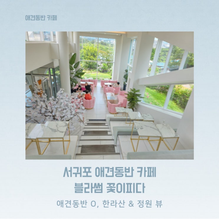  서귀포 한라산과 예쁜 정원뷰 애견동반 브런치 카페 블라썸 꽃이피다