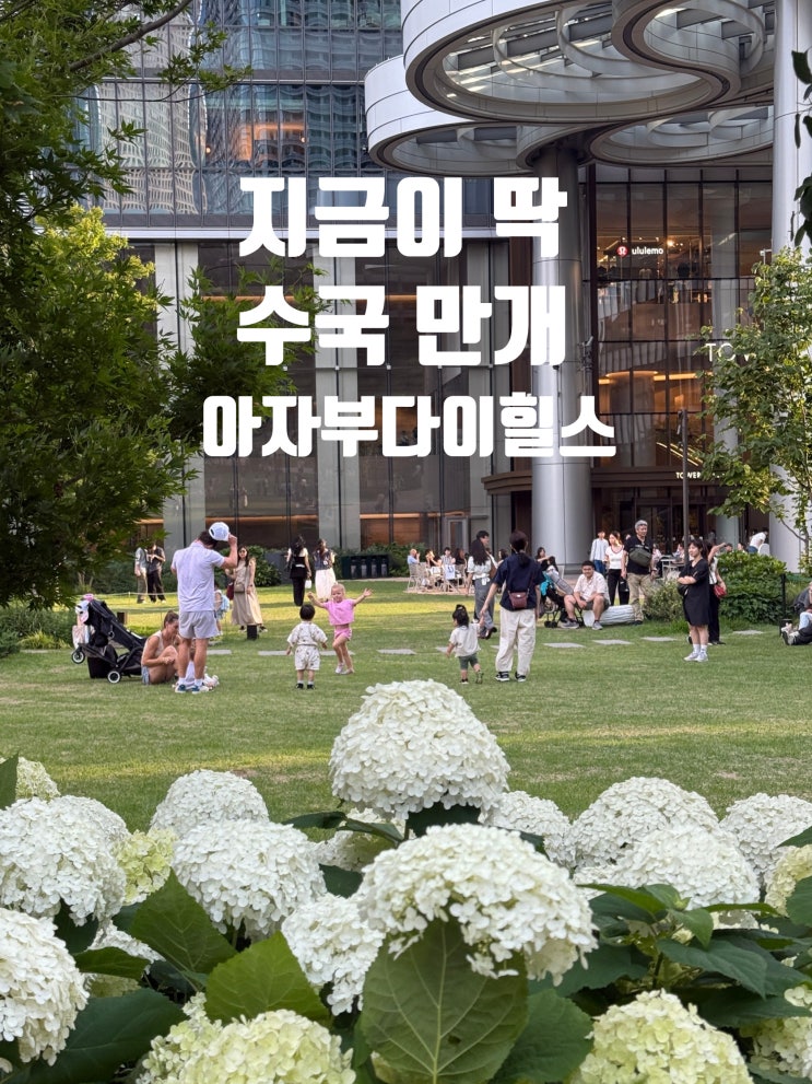  지금 가면 딱 수국 만개한 아자부다이힐스 34층 전망카페