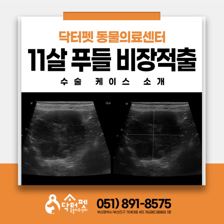  11살 푸들 비장종양 의심? 노령견 비장 적출 수술 케이스 소개 부산 강아지 외과 수술 동물병원