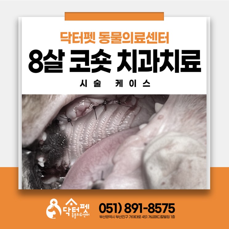  8살 코숏 부산 고양이 스케일링 동물병원